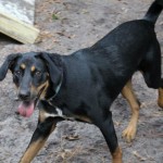 Adoptable (Official) Georgia Dogs for November 9, 2018