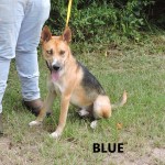 Adoptable (Official) Georgia Dogs for November 27, 2018