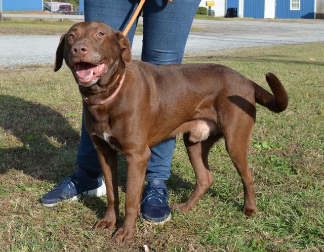 Carlos Butts Mutts