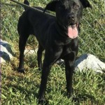 Adoptable (Official) Georgia Dogs for November 16, 2018