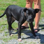 Adoptable (Official) Georgia Dogs for November 30, 2018