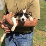 Adoptable (Official) Georgia Dogs for November 14, 2018