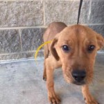 Adoptable (Official) Georgia Dogs for November 29, 2018
