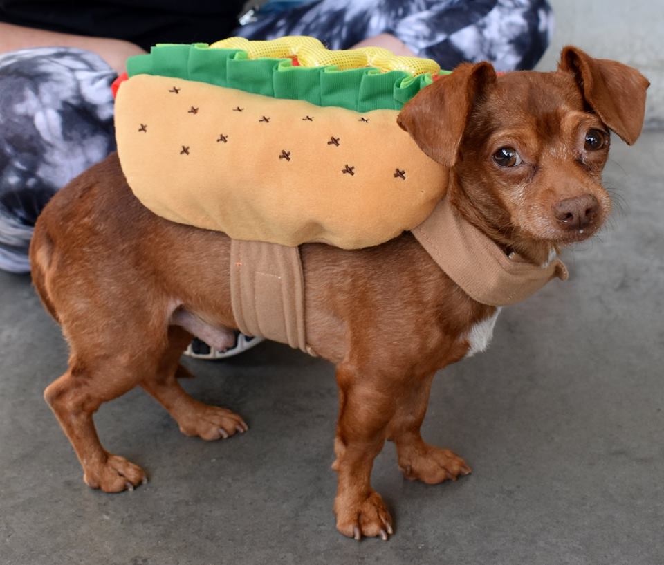 Nugget Jail Dogs