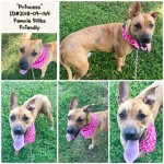 Adoptable (Official) Georgia Dogs for November 5, 2018