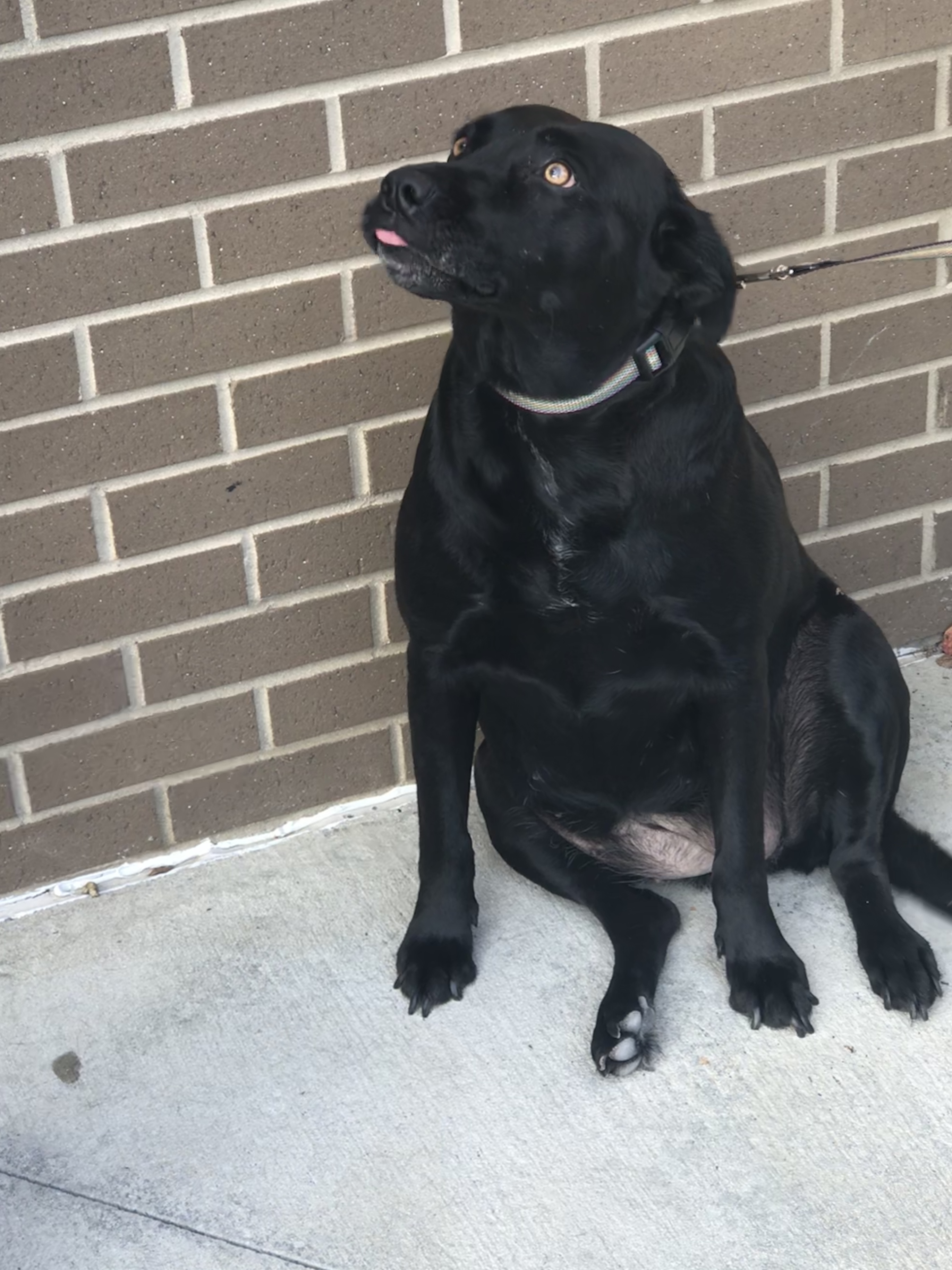 Star Furever