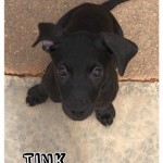 Adoptable (Official) Georgia Dogs for November 8, 2018
