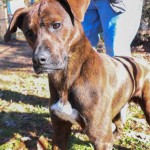 Adoptable (Official) Georgia Dogs for December 14, 2018