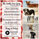 Adoptable (Official) Georgia Dogs for December 3, 2018