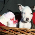 Adoptable (Official) Georgia Dogs for December 5, 2018