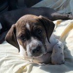 Adoptable (Official) Georgia Dogs for December 12, 2018