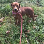 Adoptable (Official) Georgia Dogs for December 6, 2018