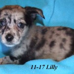 Adoptable (Official) Georgia Dogs for December 4, 2018