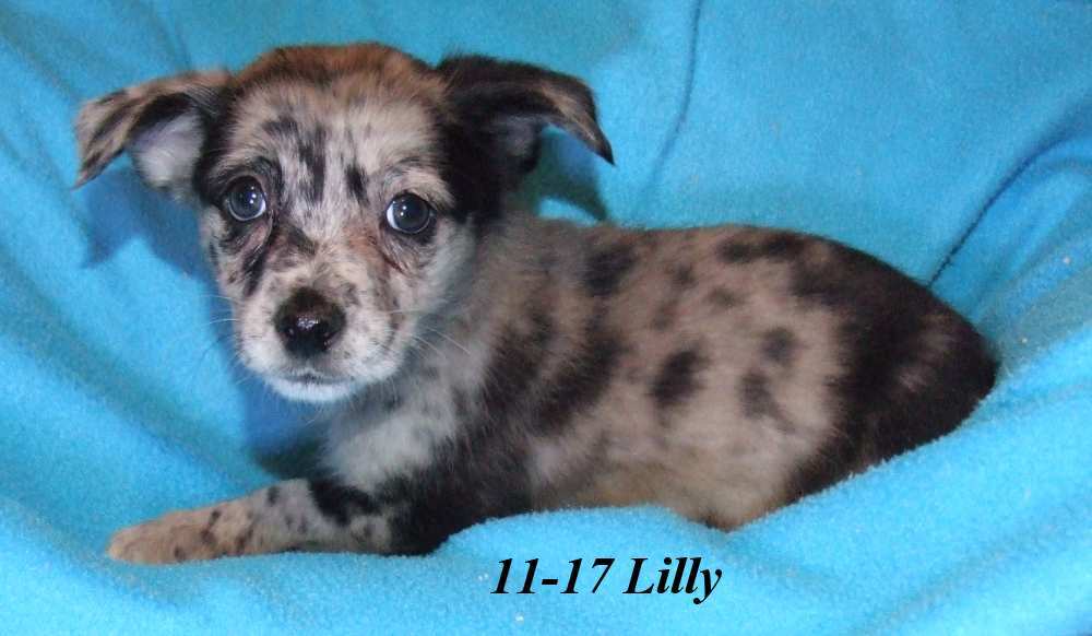 Lilly Waynesboro