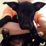 Adoptable (Official) Georgia Dogs for December 10, 2018
