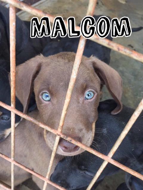 Malcolm Monroe