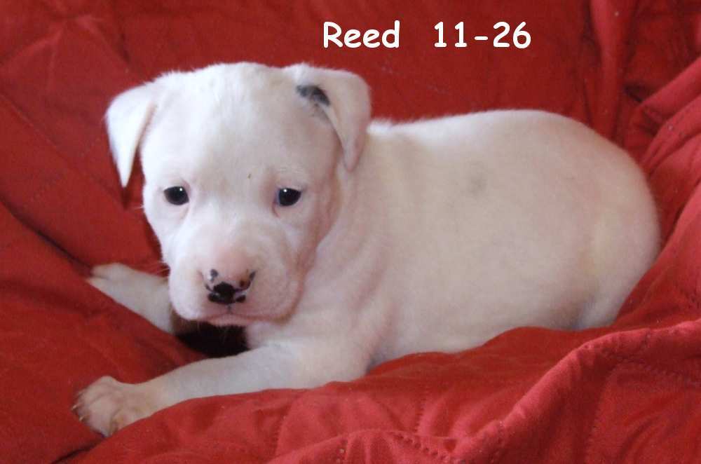 Reed Waynesboro