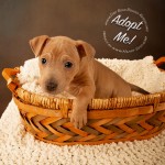 Adoptable (Official) Georgia Dogs for December 18, 2018