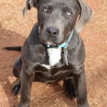Adoptable (Official) Georgia Dogs for December 11, 2018