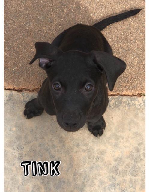 Tink Monroe