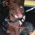 Adoptable (Official) Georgia Dogs for January 23, 2019