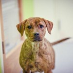 Adoptable (Official) Georgia Dogs for January 10, 2019