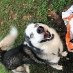Adoptable (Official) Georgia Dogs for January 29, 2019