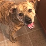 Adoptable (Official) Georgia Dogs for January 7, 2019