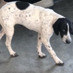 Adoptable (Official) Georgia Dogs for January 28, 2019