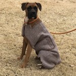Adoptable (Official) Georgia Dogs for January 22, 2019