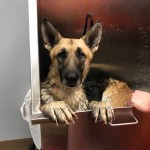 Adoptable (Official) Georgia Dogs for January 9, 2019