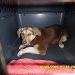 Adoptable (Official) Georgia Dogs for January 11, 2019