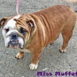 Adoptable (Official) Georgia Dogs for January 14, 2019