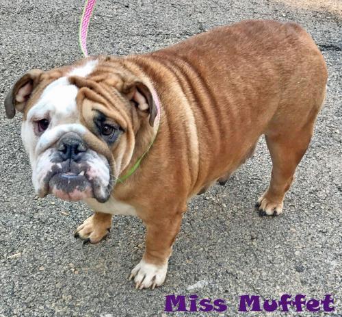 Miss Muffett