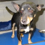 Adoptable (Official) Georgia Dogs for January 15, 2019