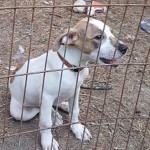 Adoptable (Official) Georgia Dogs for January 16, 2019