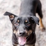 Adoptable (Official) Georgia Dogs for January 18, 2019