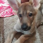 Adoptale (Official) Georgia Dogs for January 8, 2018