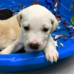 Adoptable (Official) Georgia Dogs for January 24, 2019