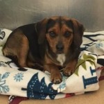 Adoptable (Official) Georgia Dogs for January 17, 2019