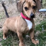 Adoptable (Official) Georgia Dogs for February 26, 2019
