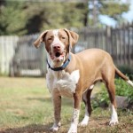 Adoptable (Official) Georgia Dogs for February 20, 2019