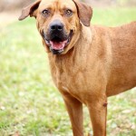 Adoptable (Official) Georgia Dogs for February 12, 2019