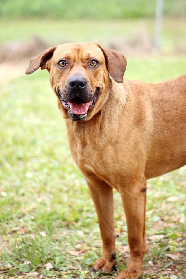 Buddy McGee BARC
