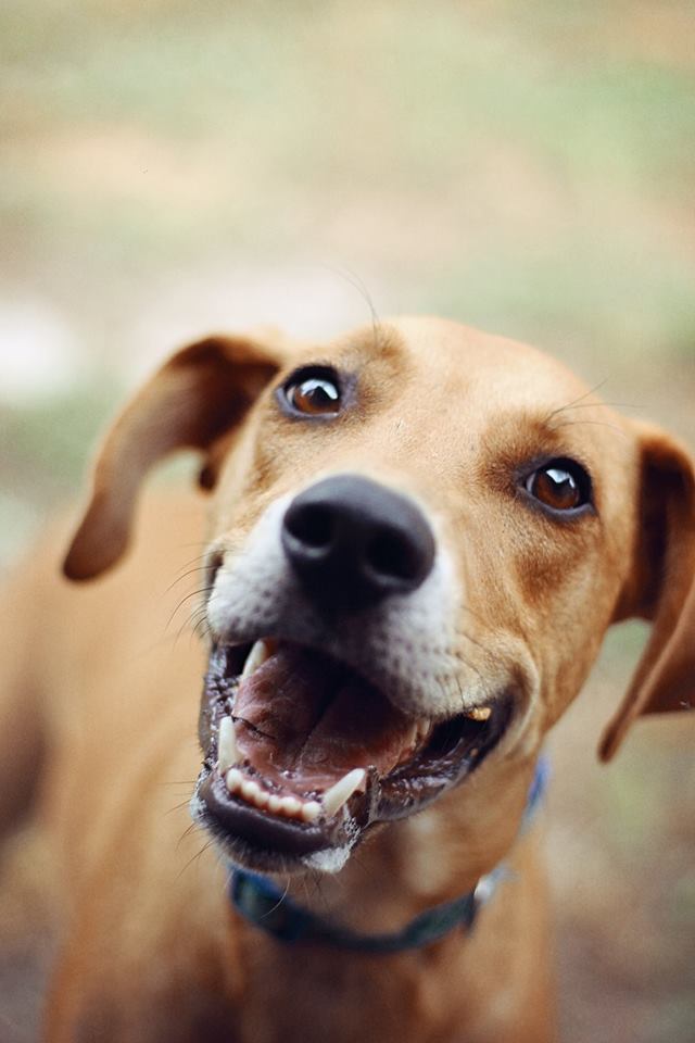 Caesar BARC
