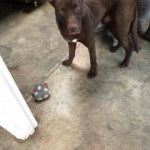 Adoptable (Official) Georgia Dogs for February 6, 2019
