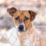 Adoptable (Official) Georgia Dogs for February 14, 2019