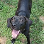 Adoptable (Official) Georgia Dogs for February 22, 2019