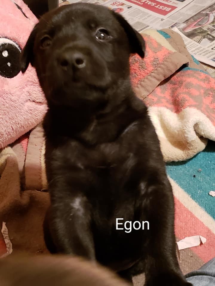 Egon Mutt Maddness