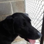 Adoptable (Official) Georgia Dogs for February 1, 2019